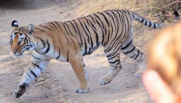 Tiger Safari ranthambhore